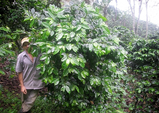 Formanden i marken, don Cándido Moreno, viser nogle kaffeplanter, som strutter af vækst og sundhed.