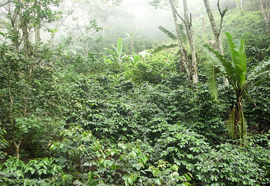 Et kig ind i plantagen. På skråningen i baggrunden til højre er en del af de ældste kaffeplanter beskåret.