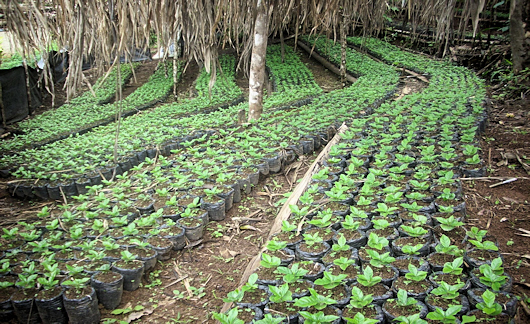 Planteskolen med de nye kaffeplanter, som er klar til at blive plantet ud om nogle måneder.
