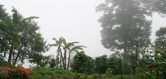 Kaffe i kanten af tågeskoven, Finca El Jaguar. Fra vort besøg i juli 2009