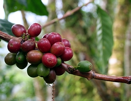 Granos maduros de caf